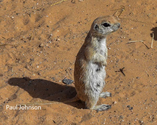  Round-tailed ground squirrel